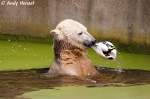 Knut beim spielen im Wasser.