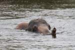 Elefant beim Schwimmen.