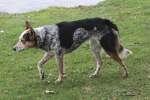 Als Htehund fr die Elefanten dient ein Australian Cattle Dog.