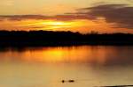 Whrend Schwne im Sonnenuntergang auf dem Lac du Der sitzen, ziehen Kraniche am Abendhimmel von ihren Futterpltzen zu den Schlafpltzen am See; 18.11.2011