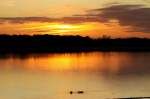 Whrend Schwne im Sonnenuntergang auf dem Lac du Der sitzen, ziehen Kraniche am Abendhimmel von ihren Futterpltzen zu den Schlafpltzen am See; 18.11.2011