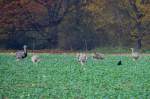 15 Nandus traf ich heute auf einem Feld bei Utecht (NWM).