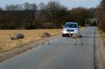 Zur Freude der Autofahrer aus Lbeck berquert eine Gruppe Nandus die Strae zwischen Utecht und Schattin (NWM); 20.02.2012