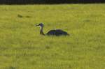 Ein Nandu bei der Rast auf einer Wiese bei Utecht (NWM); 03.05.2013