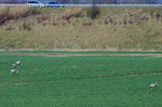 Zwei Nandu-Hhne und zwei Nandu-Hennen durchstreifen fressent ein Rapsfeld an der BAB 20 bei Niendorf.