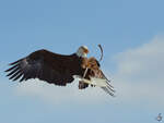 Ein Seeadler fngt im Flug die Pseudobeute.