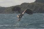 Mit Erfolg! Der Adler hat den Seelachskadaver gegriffen und fliegt zu seinem Horst.