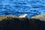 Eine Ringelrobbe ruht auf einem Felsen der kleinen Vogelinsel Anda vor der Kste von St; 01.07.2013