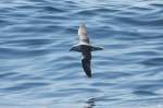 Ein Eissturmvogel segelt ber dem Nordmeer; 01.07.2013