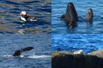 Hier habe ich eine Galerie von unserer Wal- Robben- und Meeresvogelsafari am 01.07.2013 zur Insel Anda und dem Bleik-Canyon zusammengestelt.