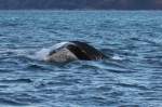 Ein Buckelwal taucht im Kaldfjorden ab; 07.11.2015