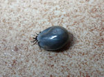 Mit meinem Blut vollgefressene Zecke (Ixodes ricinus) bzw.