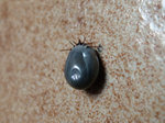 Mit meinem Blut vollgefressene Zecke (Ixodes ricinus) bzw.