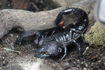 Skorpion im Wuppertaler Zoo 10.7.2016