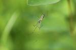 Gemeine Streckerspinne (Tetragnatha extensa) am 21.5.2010 in Groheringen.