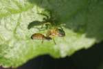 Krbisspinne (Araniella cucurbitina) beim Fressen einer Marienkferlarve.