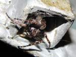 Spinne kommt nachts langsam aus ihrem Versteck herausgekrochen, aufgenommen am 9.8.2011