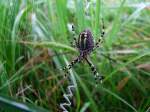 Wespenspinne(Argiope bruennichi) auch Zebraspinne; Tigerspinne oder als Seidenbandspinne bekannt;110815