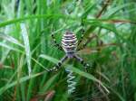 Wespenspinne(Argiope bruennichi), war 2001 die Spinne des Jahres;110815