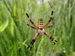 Wespenspinne(Argiope bruennichi)wartet hngend in ihrem Nest auf fette Beute; 120722