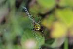 Spinne in Redwitz am 07.09.2012.