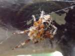 Kreuzspinne(Araneus) wartet in ihrem Netz auf Beute; 120905