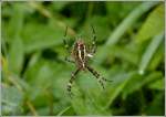 Die Unterseite der Wespenspinne (Argiope bruennichi).