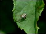 Streifenkreuzspinne (Mangora acalypha) gesehen am 04.07.2013.