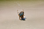 Eine dicke Spinne wickelt ihr Opfer ein.