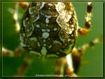 Zeichnung einer Gartenkreuspinne