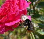 Eine vernderliche Krabbenspinne (Misumena vatia) - getarnt auf einer Rosenblte - hat erfolgreich Beute gemacht.