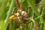 Listspinne (Pisaura mirabilis) mit Kokon.