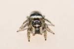 7 mm grosse Zebraspringspinne beim Fingertwist mit ihren Spinnfden.