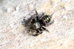 Die Bold Jumping Spider (Phidippus audax) ist eine in ganz Amerika beheimatete Springspinne.