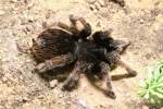 Rotbein-Vogelspinne (Brachypelmides klaasii) am 7.5.2010 im Exotarium Oberhof.