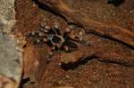 Gerade hat meine Mexikanische Rotknie-Vogelspinne (Brachypelma smithi), Toffifee, ihre zweite Häutung hinter sich, als sie sich nach Tagen wieder aus ihrer Höhle traut.