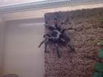 Brachypelma auratum