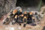 Mexikanische Rotknie-Vogelspinne (Brachypelma smithi) im Tierpark Berlin.