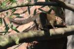 Aus Südostasien stammendes Nördliches Spitzhörnchen oder Belangers Tupaja (Tupaia belangeri) am 26.6.2010 im Leipziger Zoo.