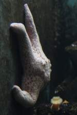 Stacheliger Seestern (Pisaster brevispinus) am 26.6.2010 im Leipziger Zoo.