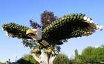  Weikopfseeadler , Krbis-Kunst auf dem Bohrerhof in Feldkirch/Markgrflerland, Sept.2022