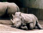 Breitmaulnashornjunges im Allwetterzoo (MNSTER/Deutschland, 29.06.1999) -- eingescanntes Foto