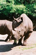 Breitmaulnashorn im Allwetterzoo (DEUTSCHLAND - Mnster, 24.05.2001) -- Foto eingescannt