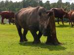 Nashrner zum Greifen nah - im Serengetipark, 9.9.15