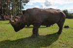 Nashorn im Gegenlicht im Serengetipark, 9.9.15 