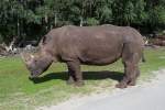 Noch ein Breitmaul-Nashorn im Serengetipark, 9.9.15 