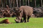 Ein friedlich grasendes Nashorn im Serengetipark, 9.9.15