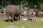 Ein Nashorn bei der Ei-Ablage im Serengetipark, 9.9.15