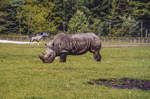 Breitmaulnashorn (Ceratotherium simum) im Givskud Zoo in Dnemark.