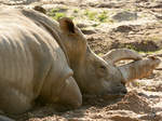 Ein mdes Breitmaulnashorn